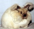 Angora