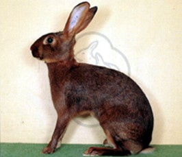 Belgisk Hare