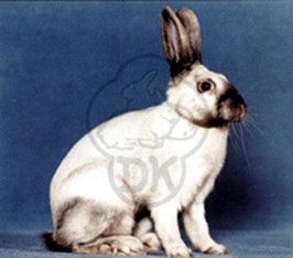 Sallander