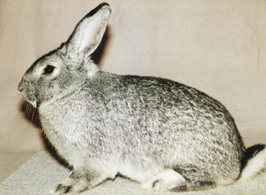 Stor Chinchilla